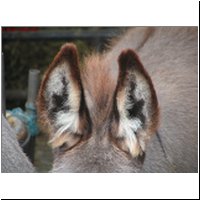 Schmuggleresel