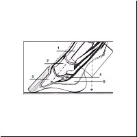 Schnitt durch einen Pferdehuf (Schema)