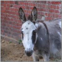 amerik.Miniesel Green Acres Moshulu