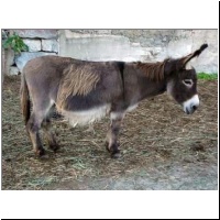 amerik.Miniesel ZT Miss Cocoa