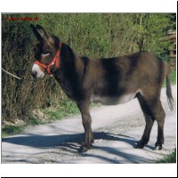 Normalesel RoverStar Fridolin