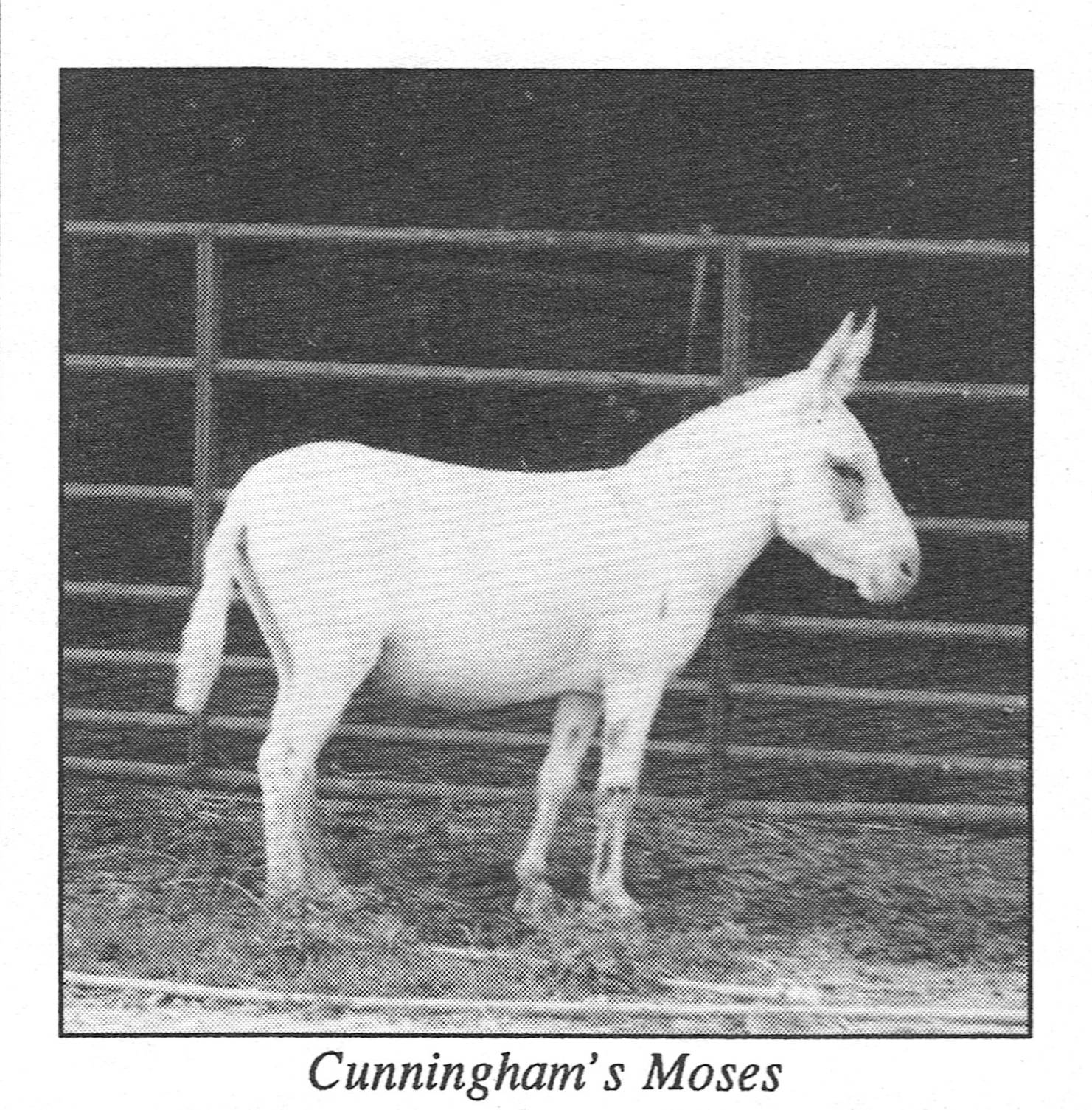 Cunningham's Moses