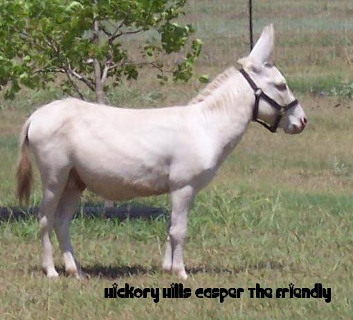 Hickory Hills Casper the friendly